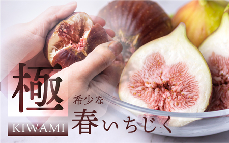 先行予約 春の希少な いちじく 極 9-12玉 完熟 大玉 ( 4月 / 5月 ) フルーツ [専用箱]入手困難 果物