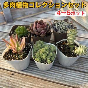 810.多肉植物コレクションセット ※離島への配送不可