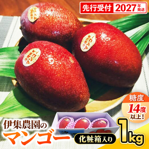 【化粧箱入】【先行受付・2027年発送】【糖度14度以上】伊集農園 沖縄県産マンゴー（贈答用）約1kg - 先行予約 沖縄 産地直送 南国フルーツ 旬の味覚 旬のフルーツ 沖縄県 八重瀬町