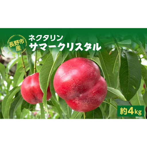 【※2027年発送分　先行予約】朝採り・当日発送 長野市産 希少ネクタリン 「サマークリスタル」 約4kg （18～30個） |   牧野果樹園  桃 フルーツ 桃