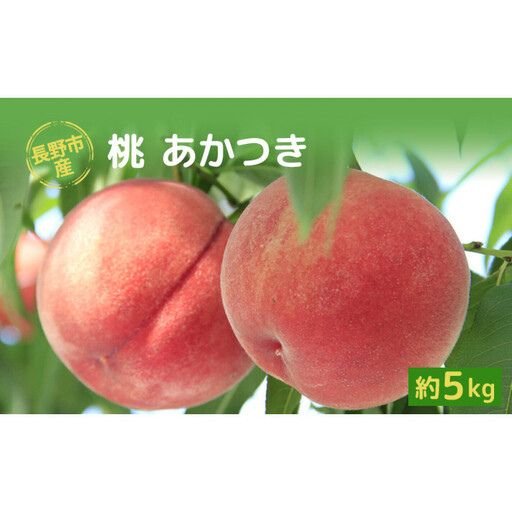 【※2027年発送分　先行予約】朝採り・当日発送 長野市産 「あかつき」 約5kg （11～18玉前後） | 牧野果樹園  桃