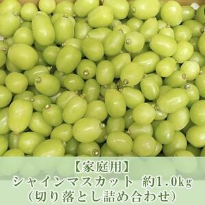 家庭用 9月以降発送 シャインマスカット 約1.0kg [ 切り落とし 詰め合わせ ] | シャインマスカット