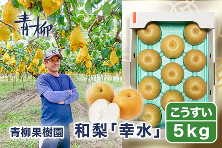 [2026年先行予約]青柳果樹園の和梨 幸水 5kg (10〜14玉) [8月下旬〜順次出荷] 果物 しんこう 加茂市 青柳果樹園