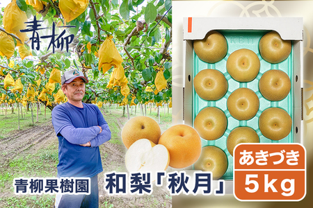 [2026年先行予約]青柳果樹園の和梨 あきづき 5kg(9〜13玉)[9月中旬〜順次出荷] 果物 加茂市 青柳果樹園