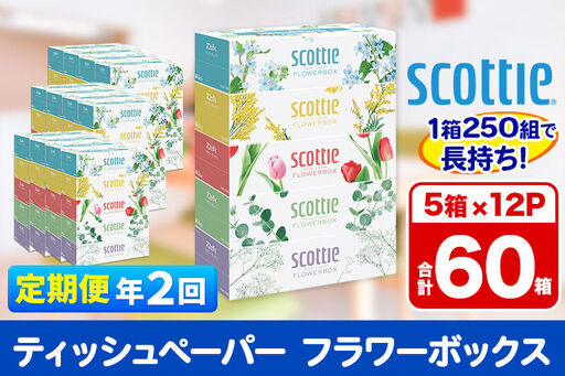 《6ヶ月ごとに2回お届け》定期便 ティッシュペーパー スコッティ フラワーボックス250組 60箱(5箱×12パック) ティッシュ 