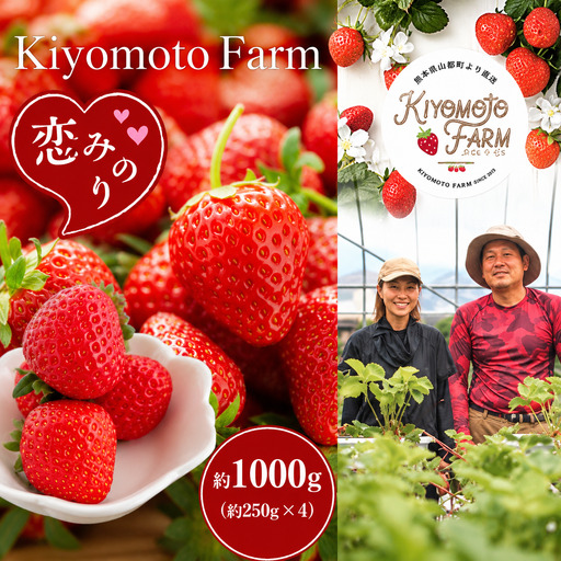 【 定期便 3回 】 熊本たまな産 イチゴ 恋みのり 約1000g （ 250g × 4パック ） | フルーツ 果物 くだもの 果実 苺 いちご 定期 熊本県 玉名市