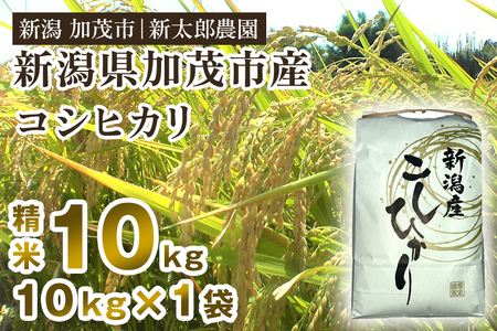 【令和8年産新米先行予約】新潟産コシヒカリ 精米 10kg（10kg×1袋）《9月下旬～順次出荷》