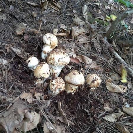 [2026秋発送]産地直送 岩手県岩泉町産まつたけ お任せつぼみセット300g_野菜 松茸 きのこ まつたけ マツタケ_[配送不可地域:離島]