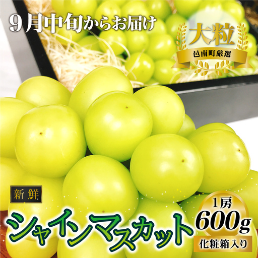 [先行予約]新鮮フルーツ シャインマスカット 1房 600g 果物 くだもの 化粧箱入り[2027年9月中旬からお届け]