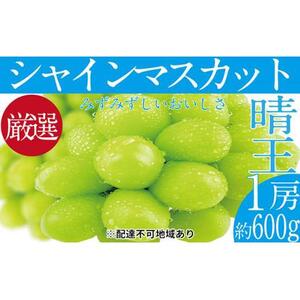 ぶどう 2026年 先行予約 シャイン マスカット 晴王 1房 約600g ブドウ 葡萄 岡山県産 国産 フルーツ 果物 ギフト