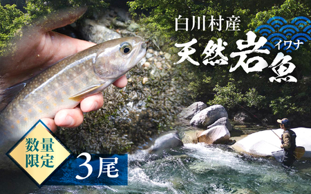 先行予約 6月以降順次発送 白川村産 天然岩魚 イワナ 3尾 18cm以上 岩魚 天然 いわな イワナ 魚 川魚 BBQ バーベキュー アウトドア 岐阜県 白川郷 世界遺産 塩焼き 6000円 [S801]