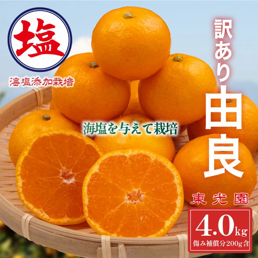 【予約受付】 由良 みかん 4kg 10月上旬 順次発送 訳あり みかん 柑橘