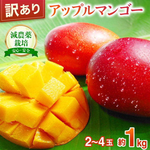 [2027年先行予約][訳あり] アップルマンゴー 約1kg 2〜4玉