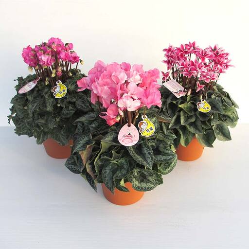 シクラメン 6号鉢(18cm) ますだ農園[お届け:11月〜12月] 花 植物 フラワー