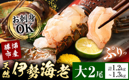 天然伊勢海老 千葉県勝浦産 生冷活〆 大サイズ 500gUP×2尾 計1.2kg 【刺身OK】 贈答 株式会社串浜水産《30日以内に出荷予定(土日祝除く)》【配送不可地域あり】（離島）【1498730】| 伊勢海老 伊勢海老 伊勢海老