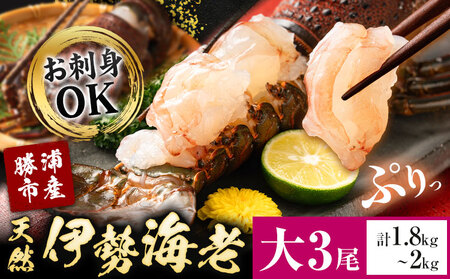 天然伊勢海老 千葉県勝浦産 生冷活〆 大サイズ 500gUP×3尾 計1.8kg 【刺身OK】 贈答 株式会社串浜水産《30日以内に出荷予定(土日祝除く)》【配送不可地域あり】（離島）【1498739】| 伊勢海老 伊勢海老 伊勢海老