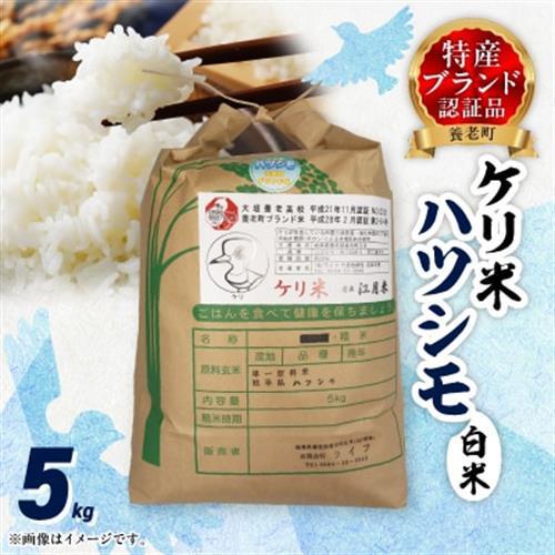 令和8年岐阜県養老産ケリ米ハツシモ 白米5kg