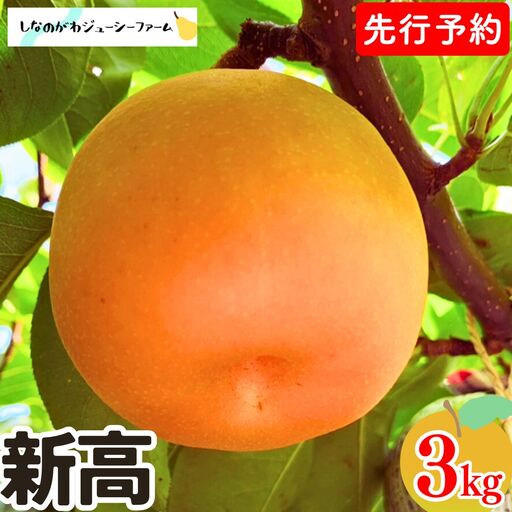 先行予約 和梨 新高 約3kg 令和8年度 新潟県 三条市産 梨 [しなのがわジューシーファーム]【010S489】