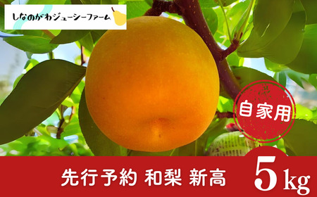 先行予約 和梨 新高 自家用 約5kg 令和8年度 新潟県 三条市産 梨 しなのがわジューシーファーム