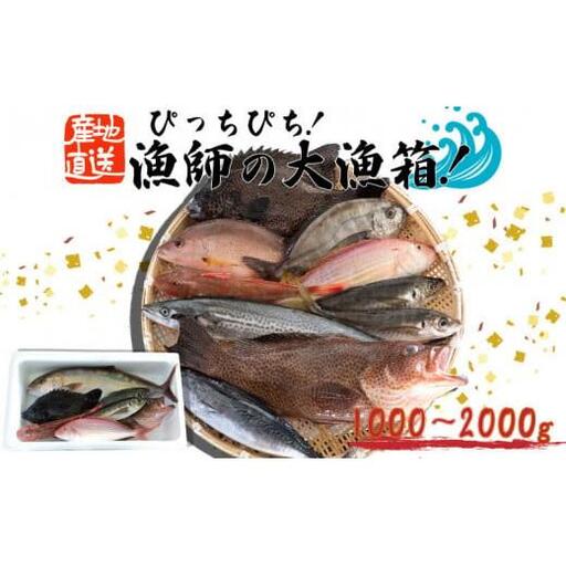 魚 鮮魚 ボックス 1kg～2kg 鮮魚ボックス