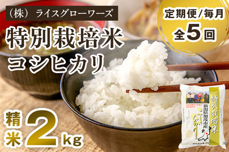 【令和8年産新米先行予約】【定期便5ヶ月毎月お届け】新潟県加茂市産 特別栽培米コシヒカリ 精米2kg《10月上旬～順次出荷》 白米 従来品種コシヒカリ （株）ライスグローワーズ