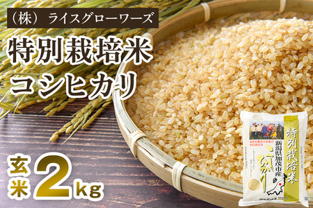 【令和8年産新米先行予約】新潟県 加茂市産 特別栽培米コシヒカリ 玄米2kg《10月上旬～順次出荷》 （株）ライスグローワーズ