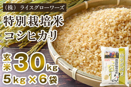 【令和8年産新米先行予約】新潟県 加茂市産 特別栽培米コシヒカリ 玄米30kg（5kg×6）《10月上旬～順次出荷》 （株）ライスグローワーズ