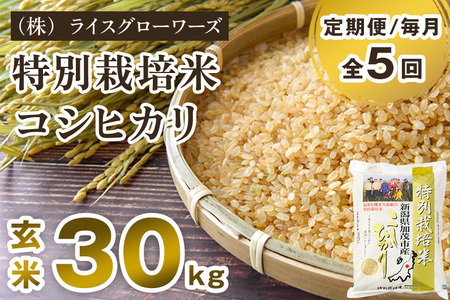 [令和8年産新米先行予約][定期便3回毎月お届け]新潟県 加茂市産 特別栽培米コシヒカリ 玄米30kg(5kg×6)[10月上旬〜順次出荷] (株)ライスグローワーズ