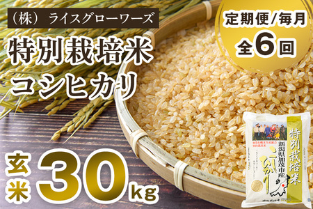 【令和8年産新米】【定期便6ヶ月毎月お届け】新潟県 加茂市産 特別栽培米コシヒカリ 玄米 30kg（5kg×6）《順次出荷》 加茂有機米生産組合