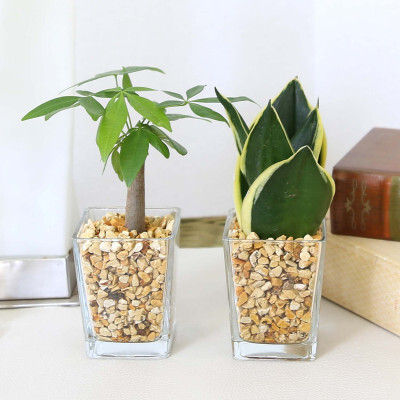 [観葉植物]土を使わないで清潔なミニ観葉植物 ゼオライト植え・ガラス鉢 スクエア形 2鉢セット(パキラとサンスベリア)[観葉植物 インテリア 部屋 おしゃれ 福岡県 筑前町 送料無料 AG049VC03]
