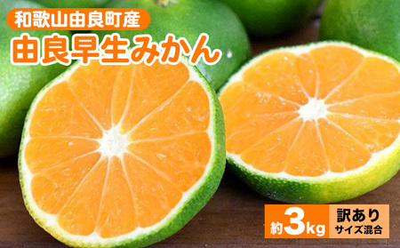 和歌山由良町産 由良早生みかん 約3kg 訳あり キズ 御家庭用 サイズ混合 |早生みかん フルーツ 果物 みかん ※2026年10月〜発送