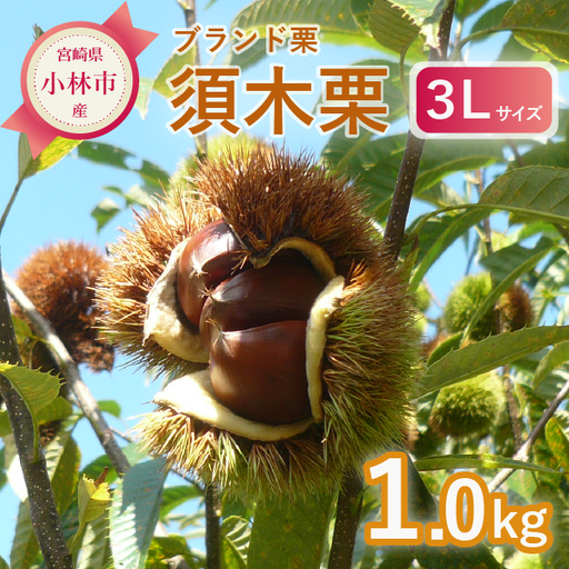 栗 [先行予約]「須木栗」3Lサイズ 1kg程度(生栗 マロン ブランド栗 果物 フルーツ 秋 旬)