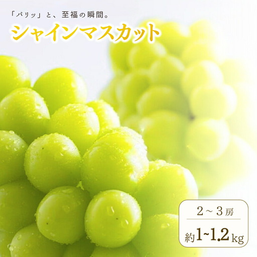 【2026年先行予約】シャインマスカット 約1kg ~ 1.2kg(2房 ~ 3房) | シャインマスカット