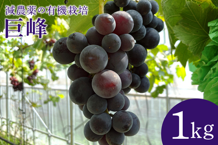 [数量限定・先行予約] 巨峰 1kg ぶどう ブドウ 葡萄 果物 フルーツ 国産 [8月20日〜9月末発送予定] 70-E
