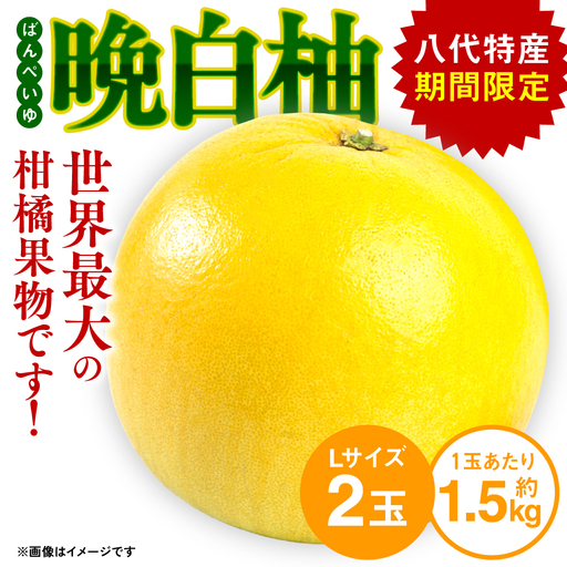 [先行予約] 熊本県八代市産 晩白柚 (ばんぺいゆ) Lサイズ 2玉 柑橘 [2026年12月上旬より順次発送]