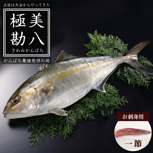 [ カンパチ ] カンパチ 1節