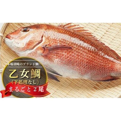 【 鯛 】 乙女鯛 2.0kg以上