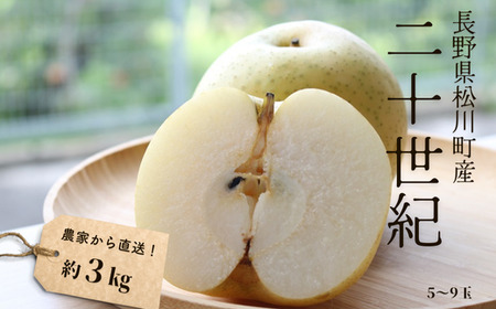 KW04 梨 二十世紀 贈答 約3kg（5～9玉） 長野県松川町産／9月中旬頃〜順次発送予定//長野県 南信州 松川町 和梨 梨 なし ナシ 20世紀 約3㎏ 産地直送 農家直送 農家支援 贈答 二十世紀 果物 フルーツ