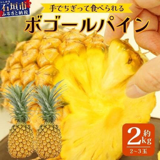 石垣島産 ボゴールパイン 2〜3玉 約2kg