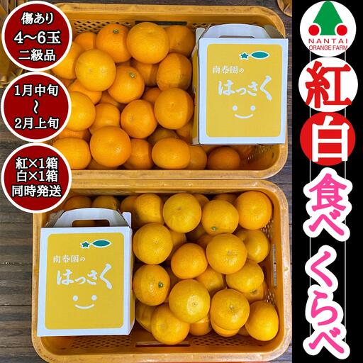 手さげ箱 有田 はっさく 紅白 食べくらべ ちょっと傷あり 二級品 みかん
