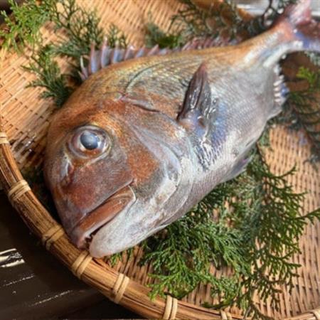 [活け締め]紀淡海峡の恵み・泉州みさき旬の魚/天然真鯛1尾_魚介・海産物 鯛 鮮魚 たい タイ_[配送不可地域:離島・北海道・沖縄県]