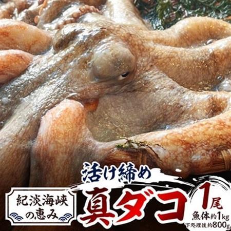 【活け締め】紀淡海峡の恵み・泉州みさき旬の魚/真ダコ1尾　　_魚介・海産物 タコ  たこ 蛸_【配送不可地域：離島・北海道・沖縄県】【1496518】