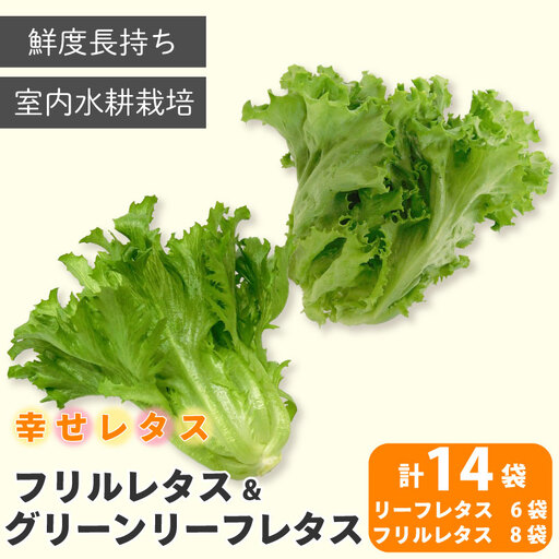 レタス 2種 計14個 野菜 レタス