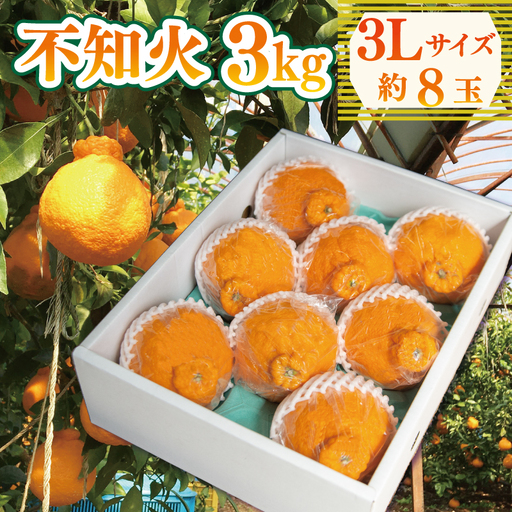 【 不知火 】 約 3kg 3L 8玉 不知火 みかん