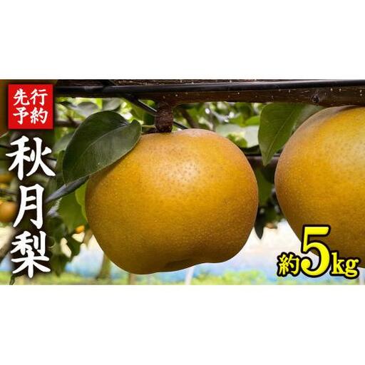 《 先行予約 》 茨城県産 梨 秋月 ( 約5kg )【2026年9月上旬頃より発送開始】