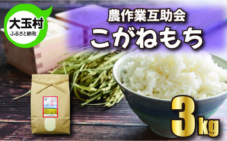 もち米 3kg こがねもち 【 令和7年産 】【 農業生産法人 農作業互助会のお米 】 もち米 もち米 もち米