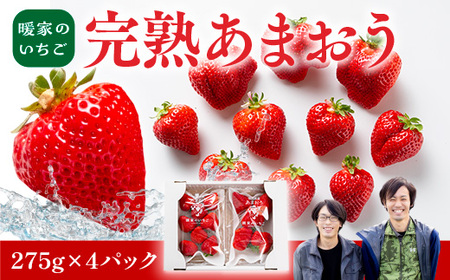 暖家のいちご 完熟あまおう 275g×4パック【2月上旬以降順次発送】AB003