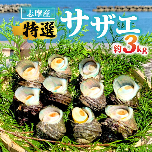 志摩産特選サザエ3ｋｇ入り 三重 志摩 伊勢志摩 新鮮 海鮮 海産物 魚介 魚貝 サザエ 貝 刺身