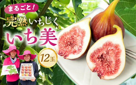 完熟いちじく 12玉 セット [ いち美 ] いちじく イチジク フルーツ 果物