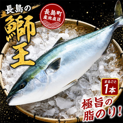 【10月以降順次発送】テレビで紹介ぶりの王様「 鰤王 」 まるごと 1本 ラウンド 先行予約 産地直送 長島町 特産品 ブランド 鰤 冷蔵 ふるさと納税 ぶり 刺身 ぶりしゃぶ ぶり大根 海鮮丼【JFA】jfa-7115
